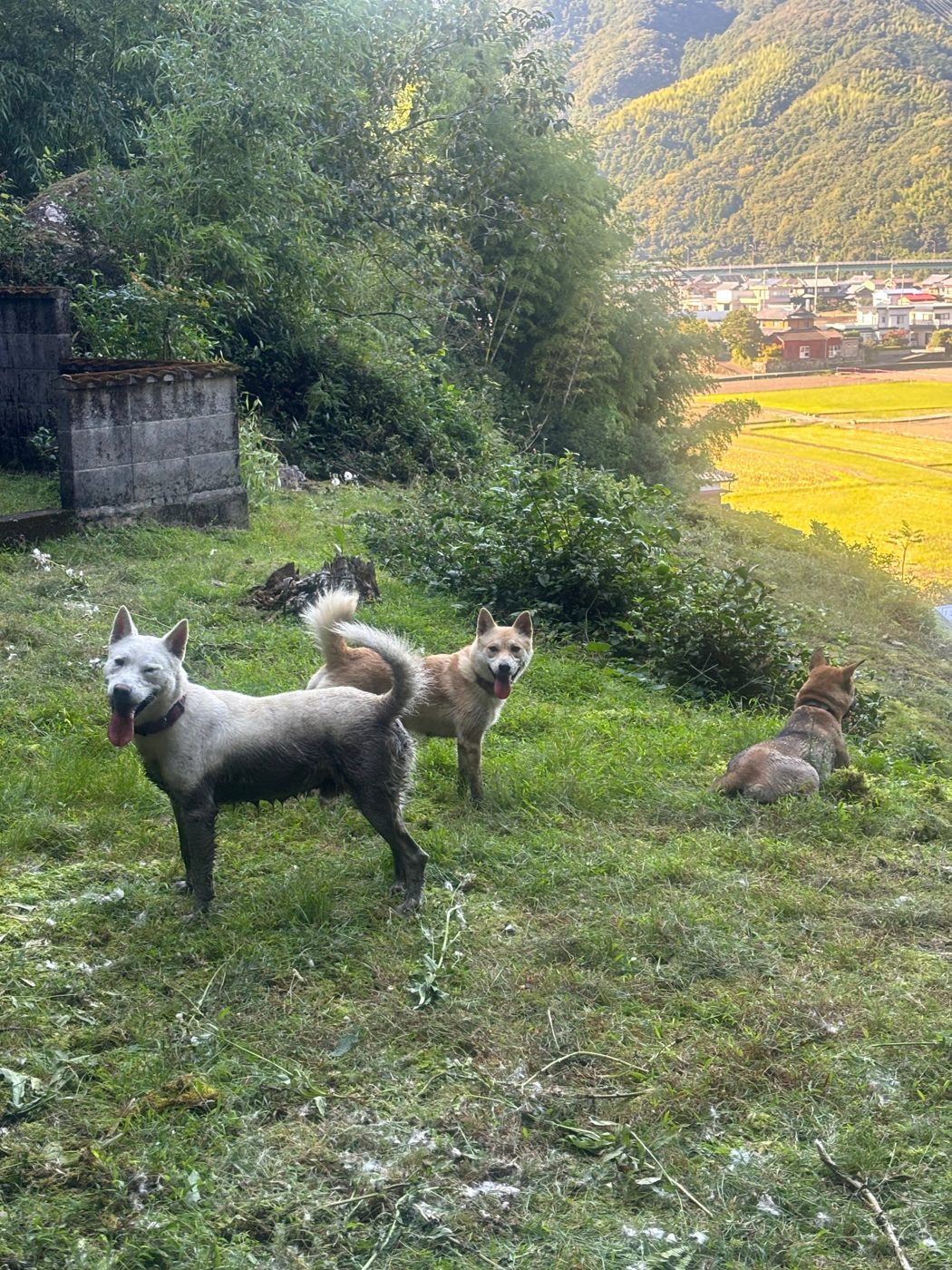 加茂谷の田園を見下ろす丘に立つ猟犬たち